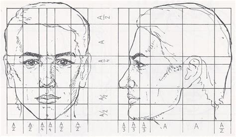 BarakuDyta: How to draw the human head in proportion