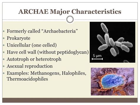 Eukaryotes or Prokaryotes - ppt download