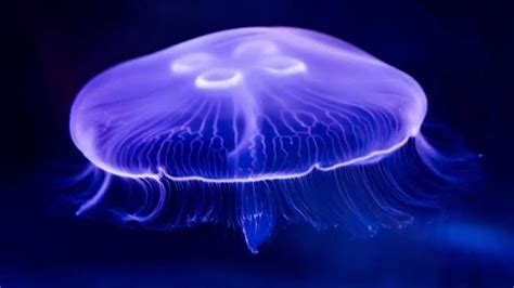 jellyfish - Google Search | Jellyfish sting, Jellyfish images, Jellyfish