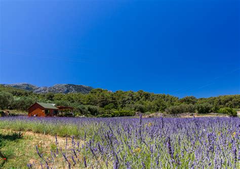 hvar - lavander-2 | Treasures of Hvar Island - lavender, Vrb… | Flickr