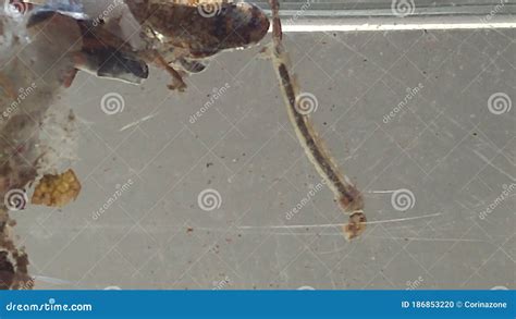 The Larvae of the Tiger Mosquito in the Water Stock Photo - Image of ...