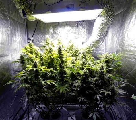 Marijuana Grow Box: Build or Buy? - DIY?- 420Beginner