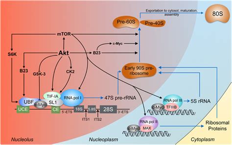 Frontiers | Nuclear PI3K signaling in cell growth and tumorigenesis | Cell and Developmental Biology