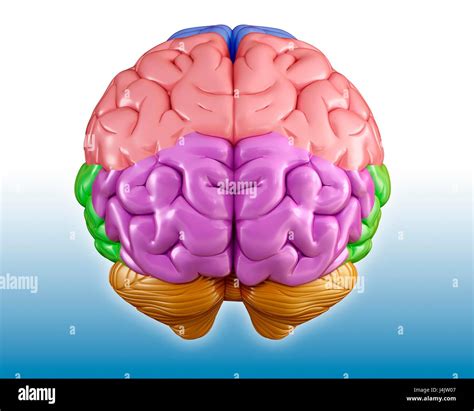 Brain regions hi-res stock photography and images - Alamy