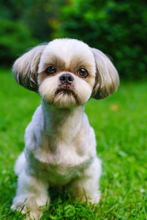 Causes Of Shih Tzu Skin Allergies - Shih Tzu Dog