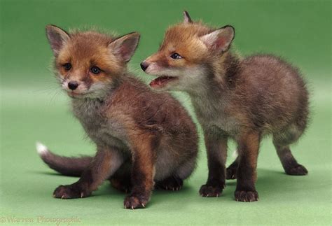 Fox cubs photo WP05103