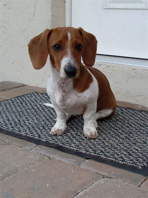 33 best Piebald Dachshunds images on Pinterest | Dachshund dog, Dachshunds and Piebald dachshund