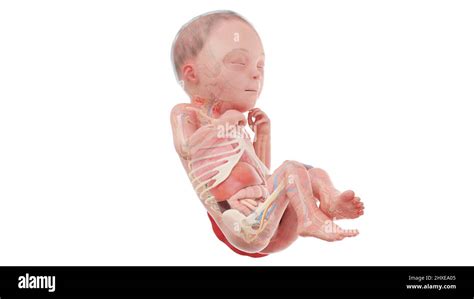 Fetal development 26 weeks Cut Out Stock Images & Pictures - Alamy