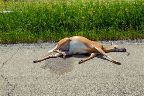 230+ Deer Roadkill Stock Photos, Pictures & Royalty-Free Images - iStock