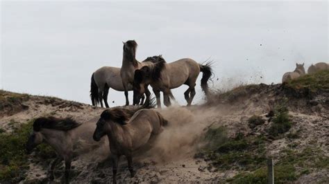 Four years of Konik horses on Texel: what is the impact of their ...