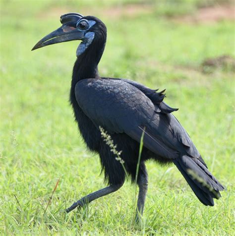 Abyssinian Ground-Hornbill, Murchison Falls National Park | Beautiful birds, Rare birds ...