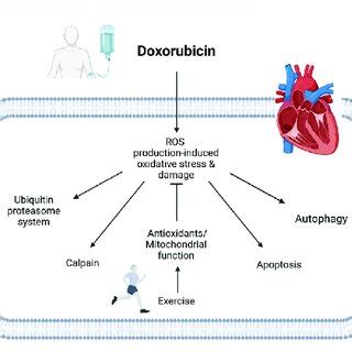 Potential mechanisms of exercise-induced cardioprotective effects... | Download Scientific Diagram