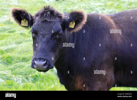 Ireland, Leinster province, County Westmeath, Glasson, Lough Ree, The ...