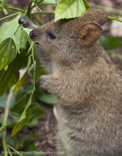 Quokka Facts, Pictures & Information. Learn About The 'Happiest Animal In The World'.