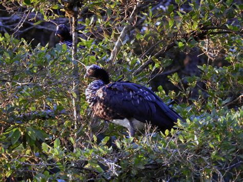 Amazon Birdwatching - Yasuni Tour - Yasuni Rainforest - Ecuador Amazon