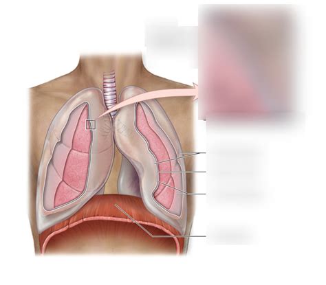 pleural membranes Diagram | Quizlet