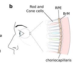 Schematic showing the layout of tissue in the macula of the human eye ...