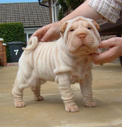 Cute Shar Pei Puppies Pictures ~ BLOG OF CUTE PUPPIES PICTURES