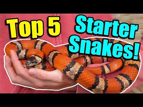 The Top 5 BEST Beginner Snakes! - Your Pets Magazine