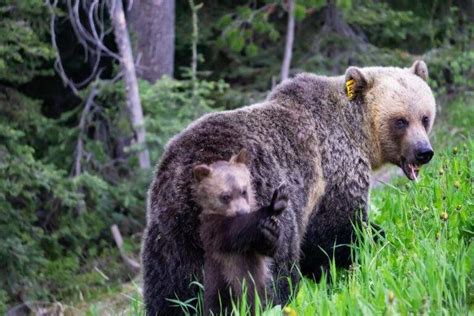 Must-See Wildlife In Banff National Park & Where To See Them