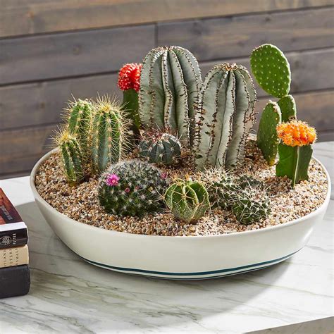 Cactus Dish Garden | Better Homes & Gardens