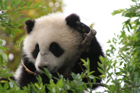 File:Su Lin giant panda bear cub at the San Diego Zoo.jpg - Wikimedia Commons
