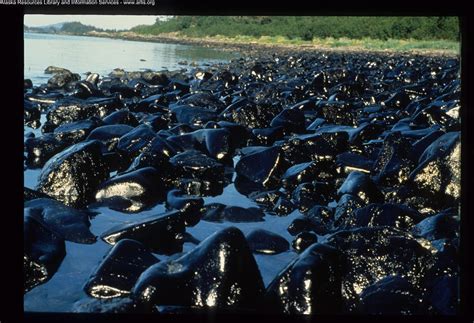 Exxon Valdez Oil Spill - 0038 | Oily tocks glisten in the su… | Flickr