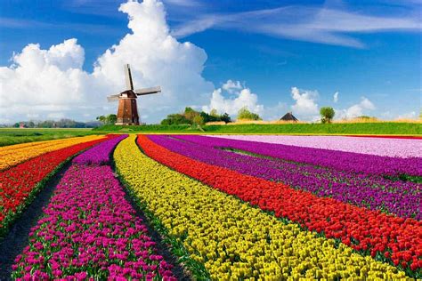 48 Stunning Tulip Fields Photos That Will Inspire You