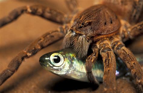 Fish-Eating Spiders Can Catch Prey 5 Times Their Size