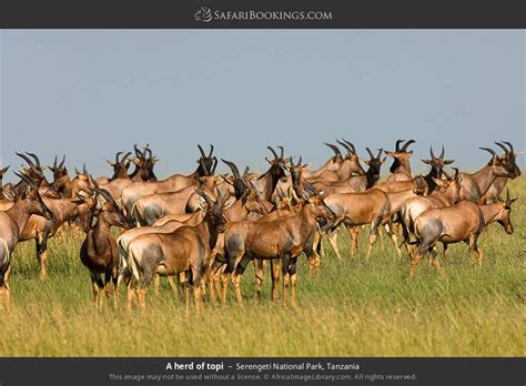 Serengeti Wildlife Photos – Images & Pictures of Serengeti National Park