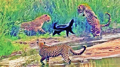 Honey Badger Vs 3 Leopards Epic Battle - Videos - WeAreNature.tv at WeAreNature.tv