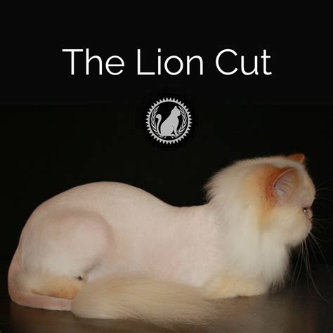 Lion Cat Grooming | ubicaciondepersonas.cdmx.gob.mx