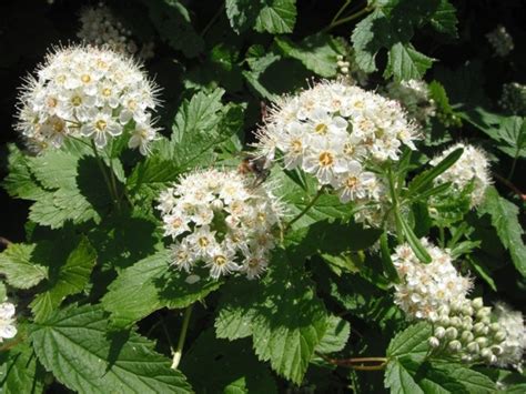 Pacific Ninebark. Physocarpus capitatus | Native Plants PNW