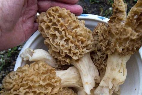 Top 6 Edible Wild Mushrooms in Michigan