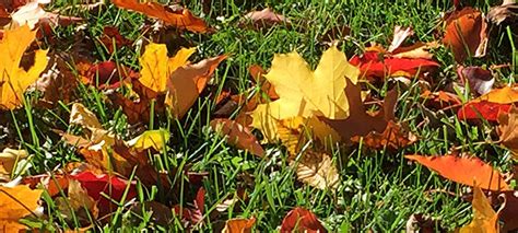 It's leaf season! 9 tips for using autumn leaves in your garden ...