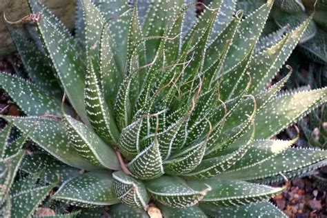 How To Care For And Propagate Lace Aloe (Aristaloe Aristata)