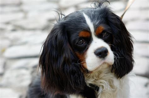 Colors of Cavalier King Charles Spaniels | I-Love-Cavaliers.com