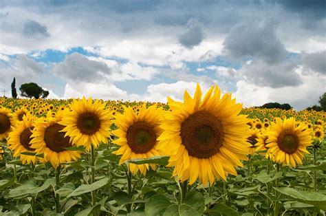 photo, bed, sunflower flowers, sunflower, garden, daytime, sunflowers, fields | Piqsels