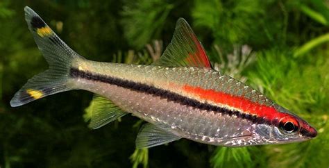 Denison Barb (Sahyadria denisonii) | Tropical Fish Keeping