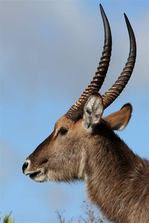 Waterbuck Antelope stock photo. Image of bull, reserve - 12773582