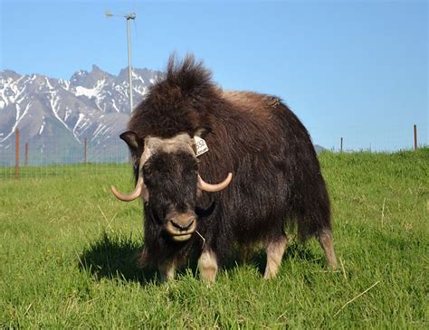 Scientists see signs of traumatic brain injury in headbutting muskox - Trendradars Latest