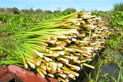 Water Hyacinth of Tonle Sap - Mekong WONDER