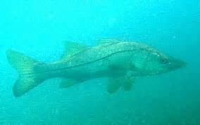 Common Snook - Centropomus undecimalis - Caribbean Fish Identification USVI