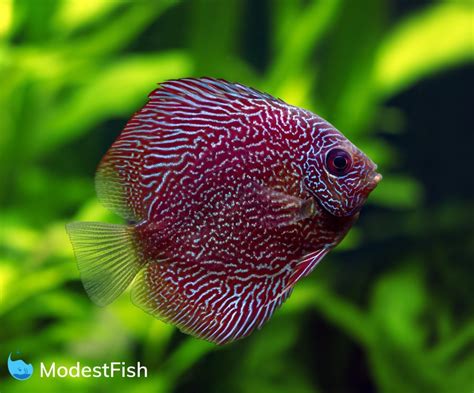 Discus Fish Types: Which One Will You Pick? (With Pictures)