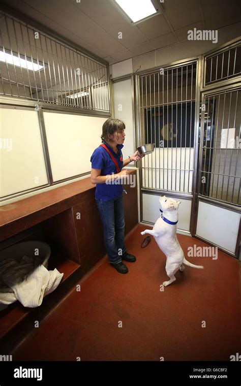 Battersea Dogs and Cats Home Stock Photo - Alamy