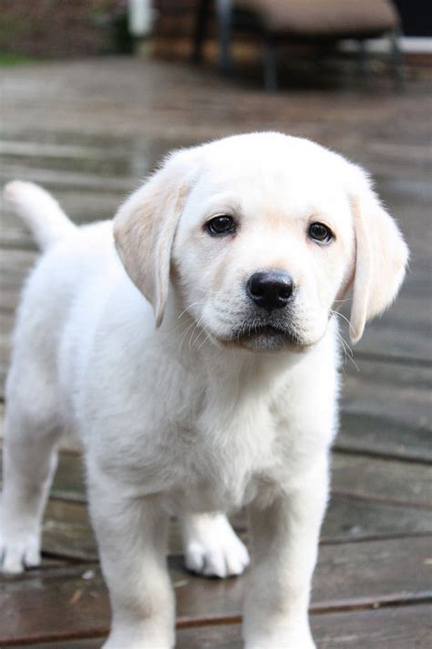 ~meet Oakley~ | Cute lab puppies, Lab puppies, Cute dogs and puppies