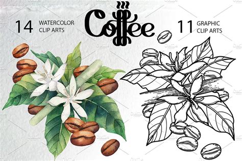 Watercolor and graphic coffee plants | Coffee flower, Coffee plant, Flower drawing