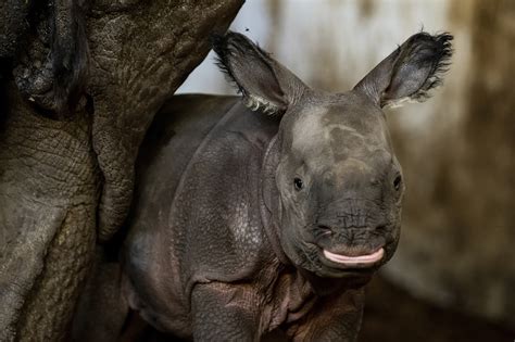 Endangered Indian rhinoceros baby is born in Polish zoo