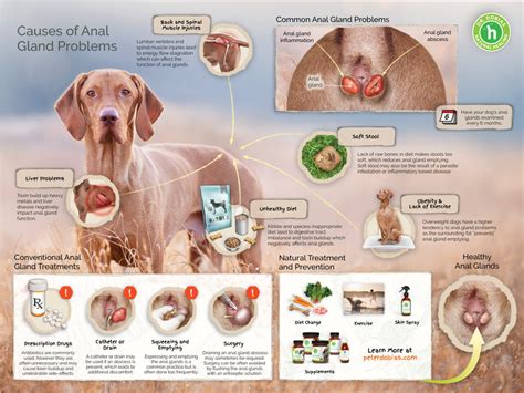 Dog Gland Infection