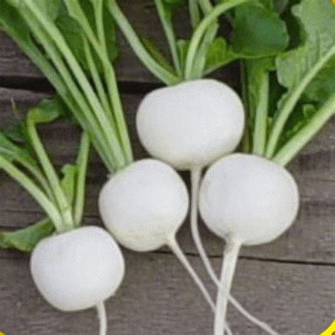 Radish Seeds - 'Hailstone'